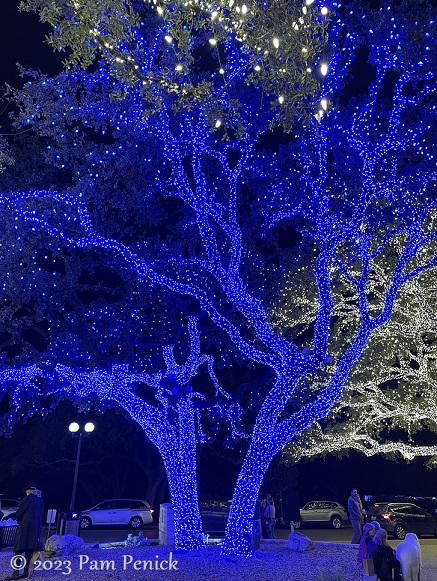 Twinkly trees aglow in Johnson City