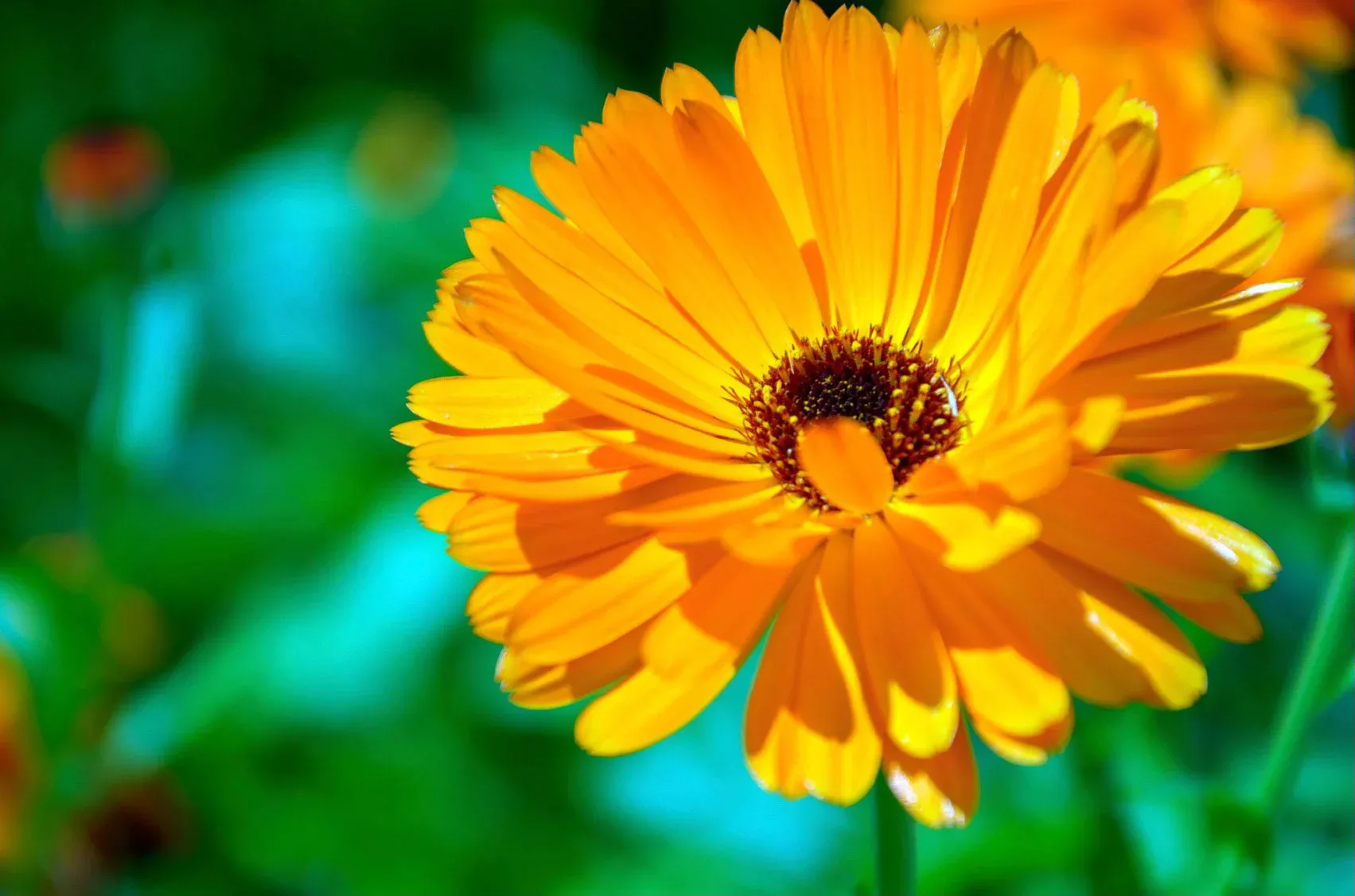 Interesting Facts about Calendula Flower Meaning