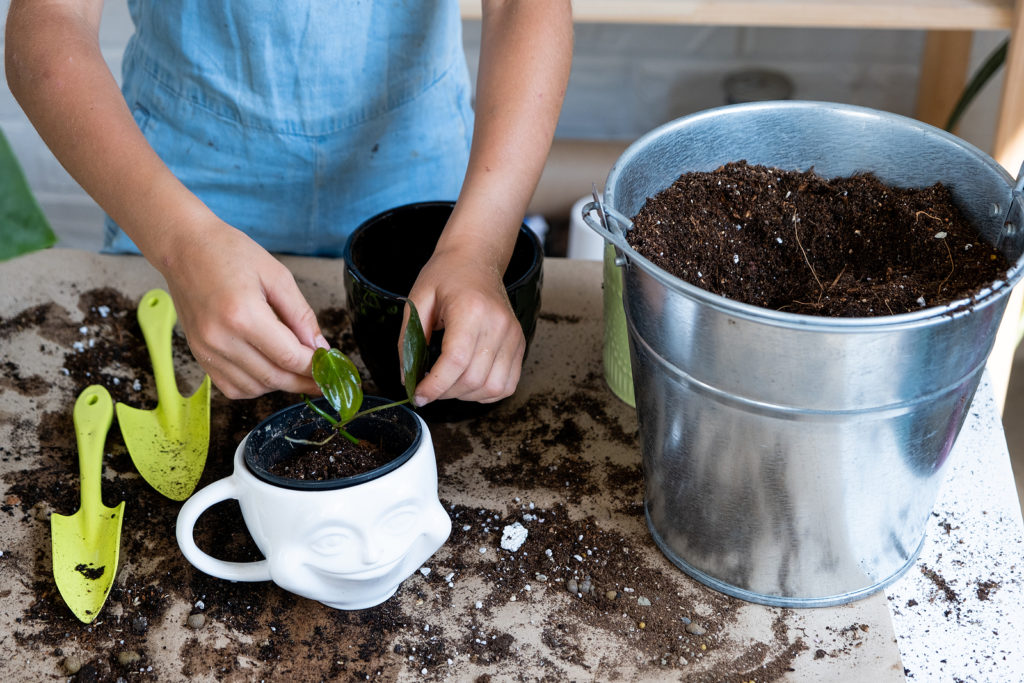 Potting Soil Buyers Guide