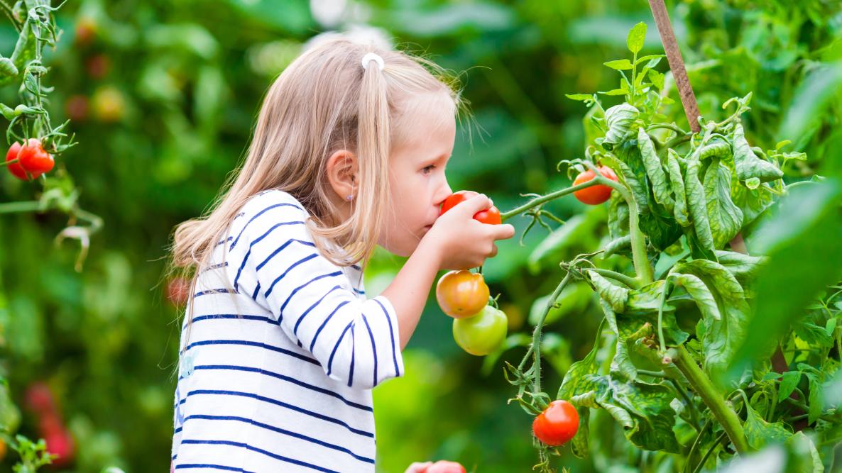 Vegetable Gardening for Beginners: The Complete Guide