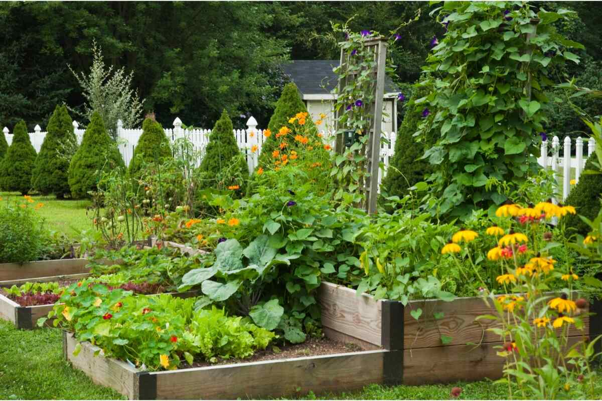 The Best Backyard Vegetable Garden Ideas for Beginners