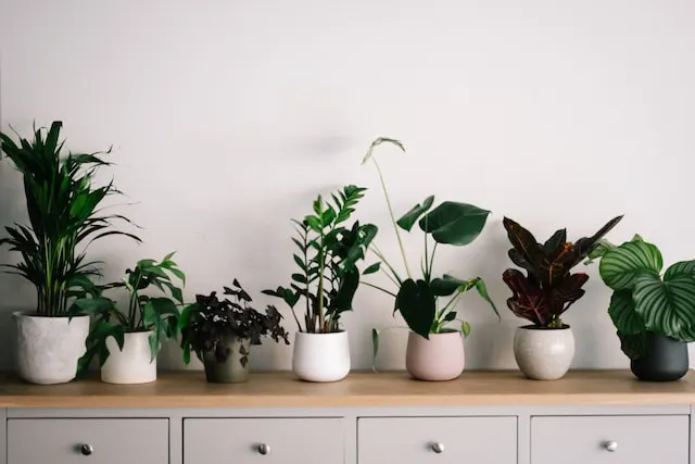 Top 10 Most Popular House Plants in America