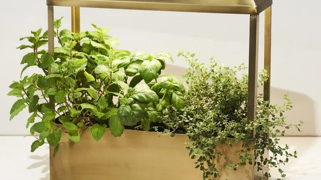 The 6 Best Indoor Smart Gardens for 2024