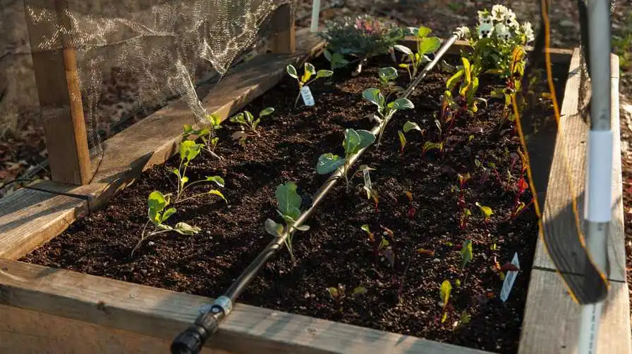 Exploring the Benefits of Drip Irrigation for Raised Beds Gardening