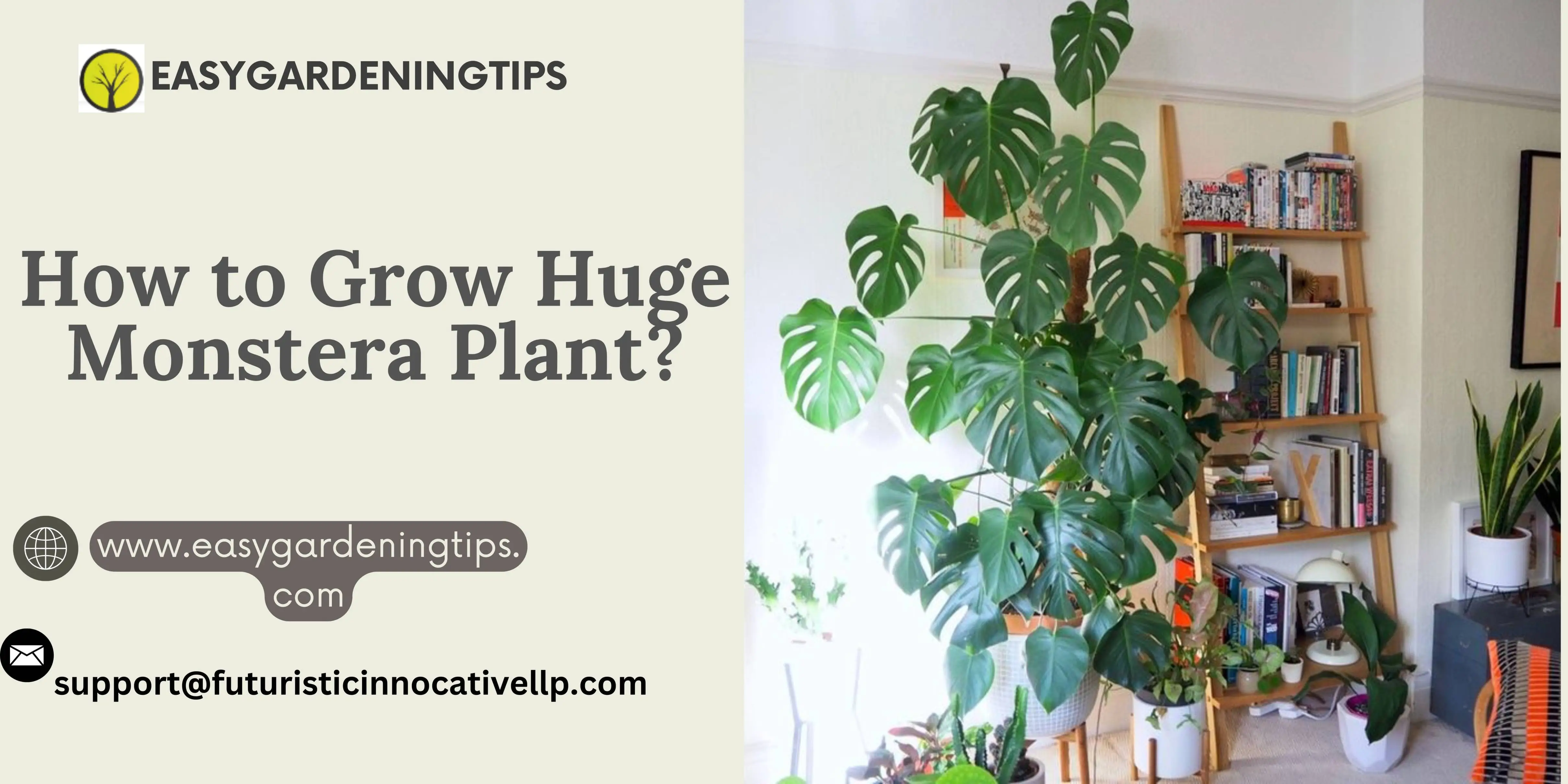 Everything You Need to Know Huge Monstera Plant