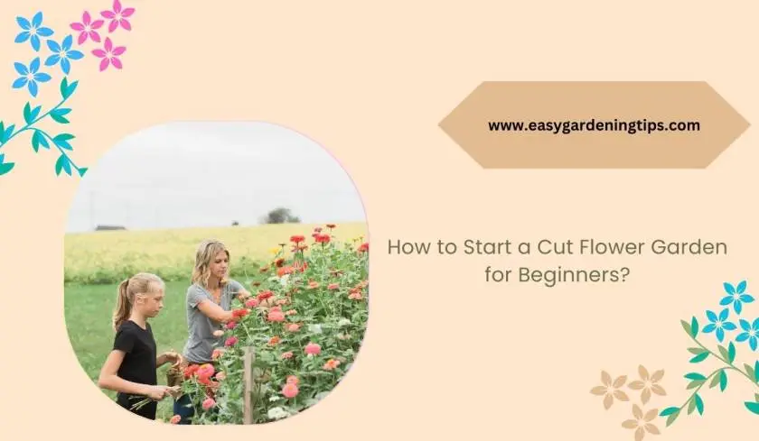 How to Start a Cut Flower Garden for Beginners?