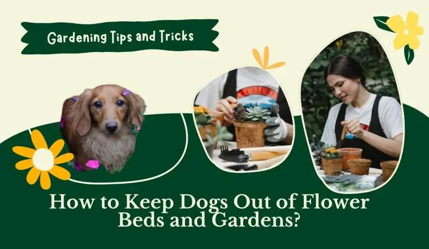 How to Keep Dogs Out of Flower Beds and Gardens?