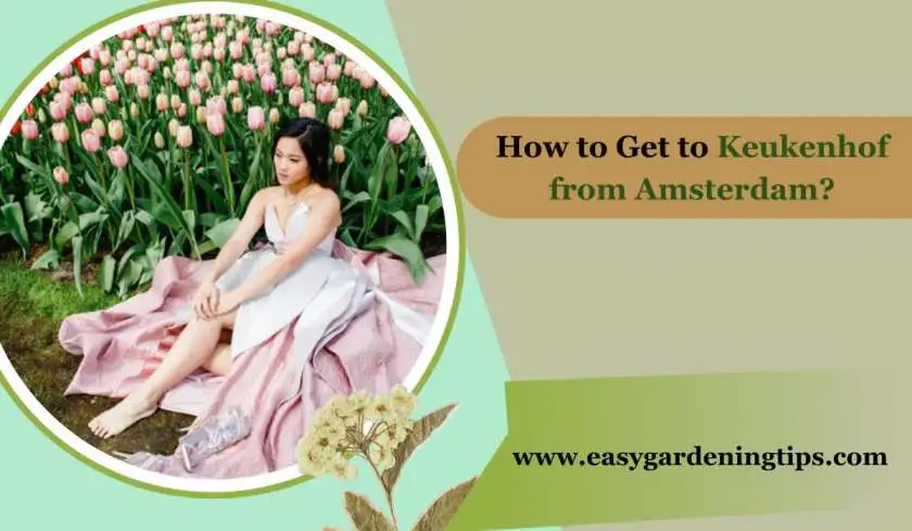 How to Get to Keukenhof from Amsterdam?