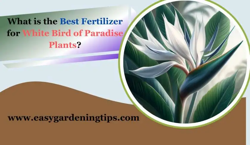 What is the Best Fertilizer for White Bird of Paradise plants?