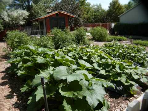 Home vegetable garden time lapse video for 2008