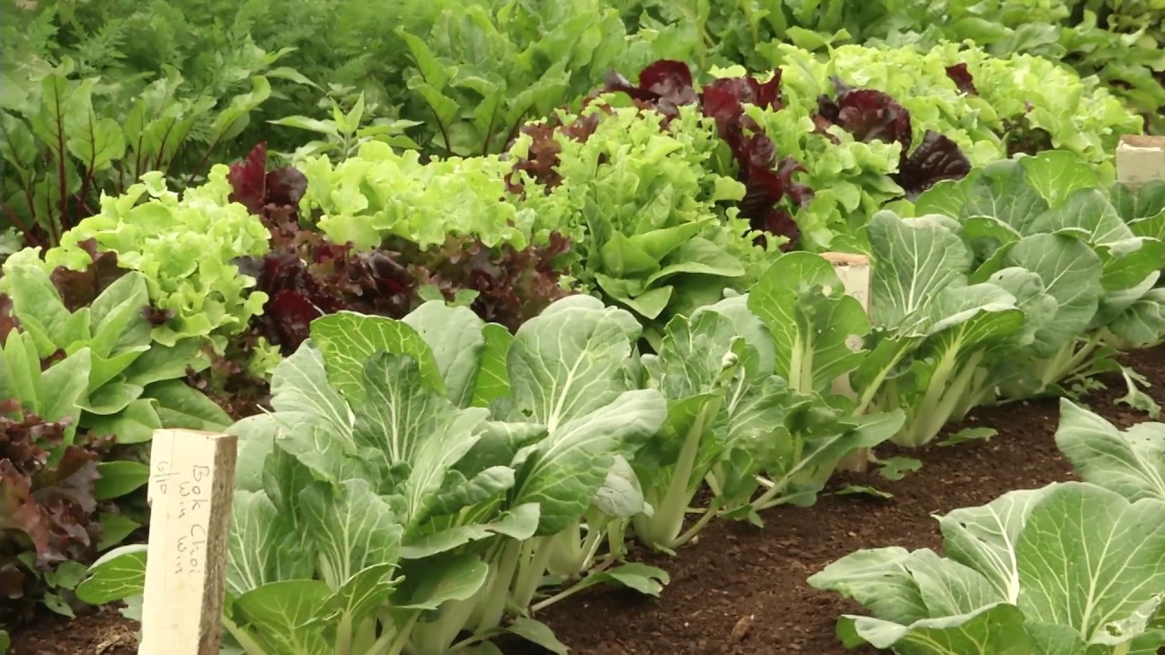 HOME GROWN An Australian Vegetable Garden