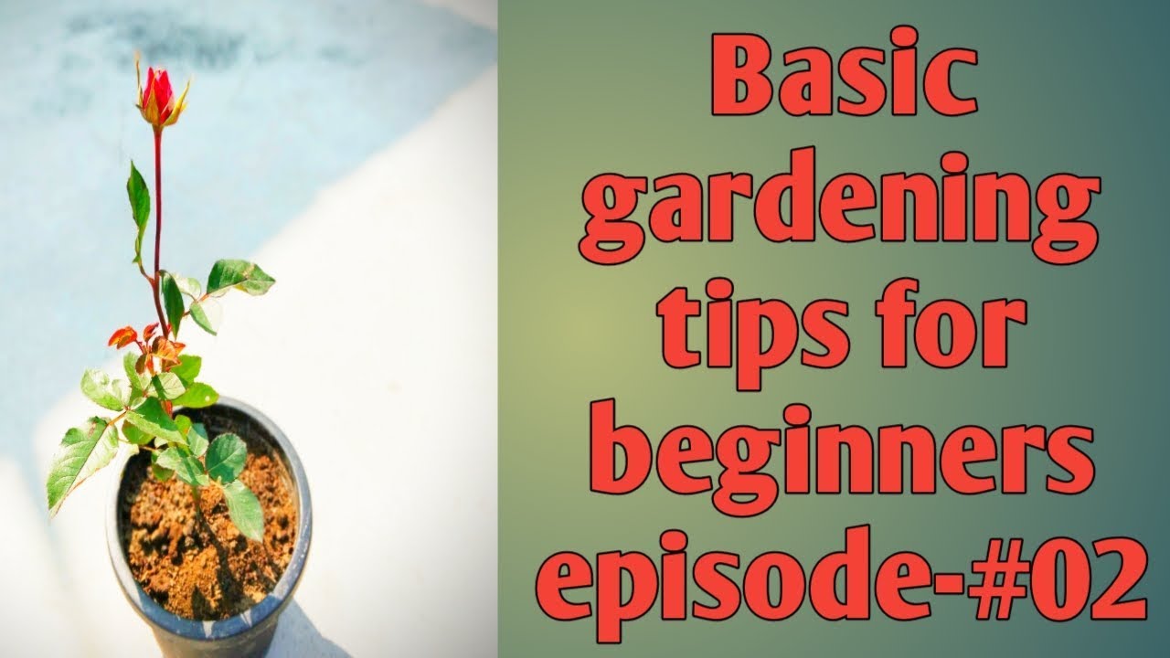 Episode #02 Basic Gardening tips for beginners | planting tips for beginners