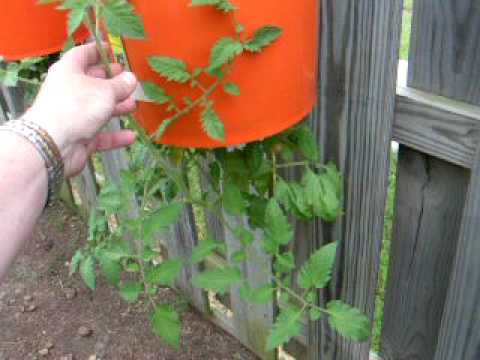 Kellys Upside Down Vegetable Garden  Update 03