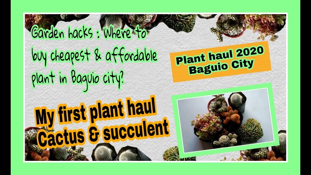 Garden hacks : Where to buy cheapest & affordable plants in Baguio City | My first plant haul 2020