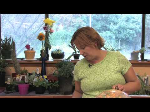 Flower Gardening Tips : How to Grow Morning Glory (Ipomoea)