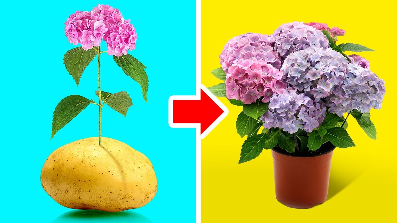 28 PLANT HACKS FOR BEGINNER GARDENER