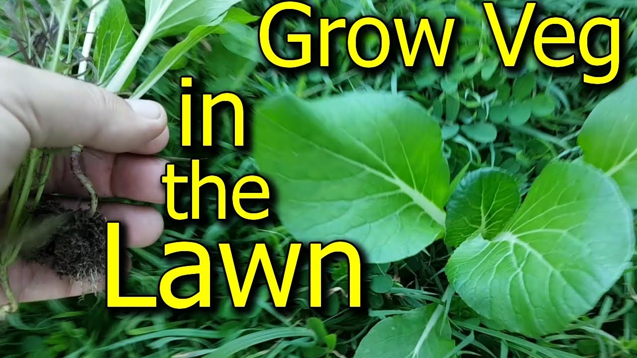 Grow Vegetables in Your Lawn or Grassed Backyard  Plus Other Gardening Tips