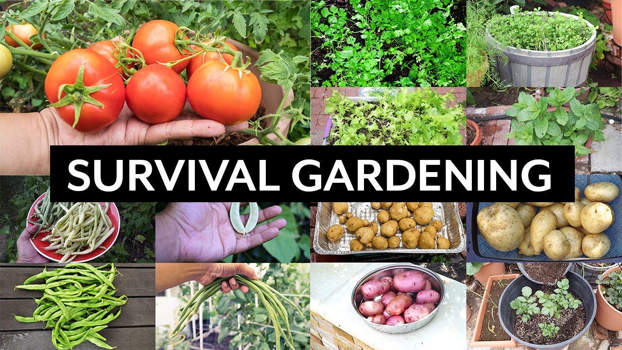 Survival Gardening  Top 5 Vegetables to grow in your garden in an apocalypse