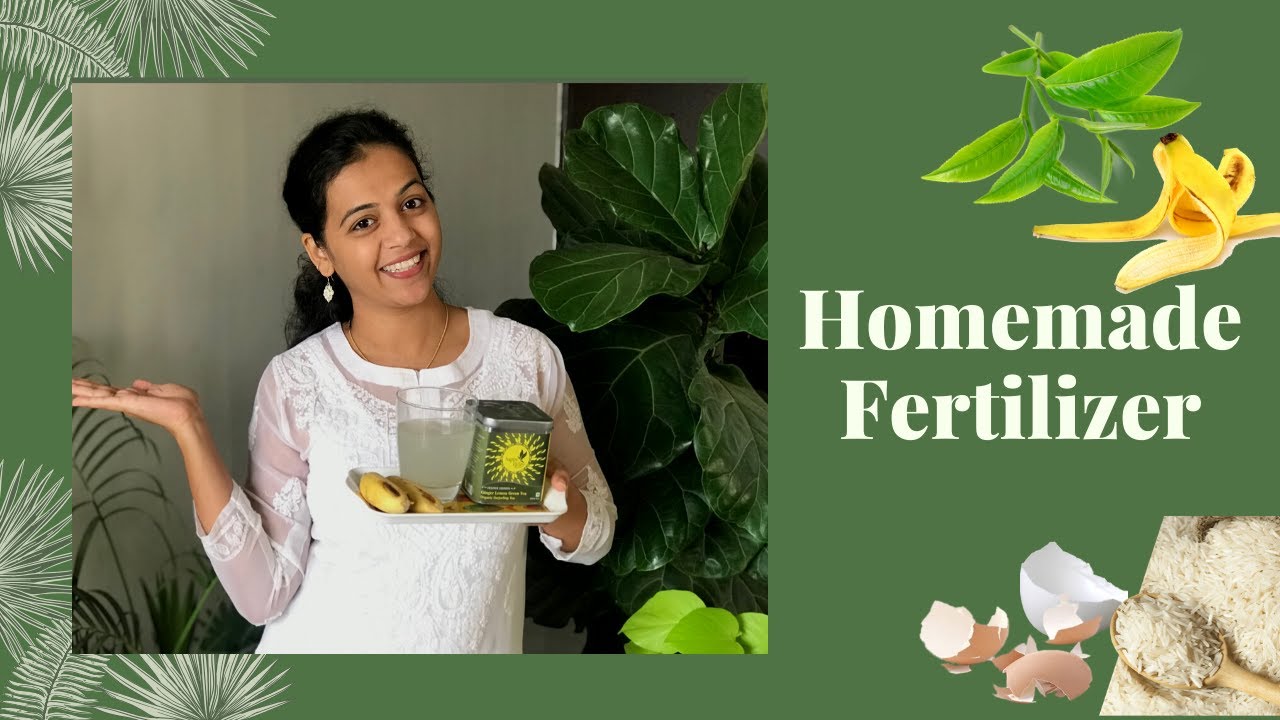 6 Best & Easy Homemade Fertilizers for Plants | Gardening hacks