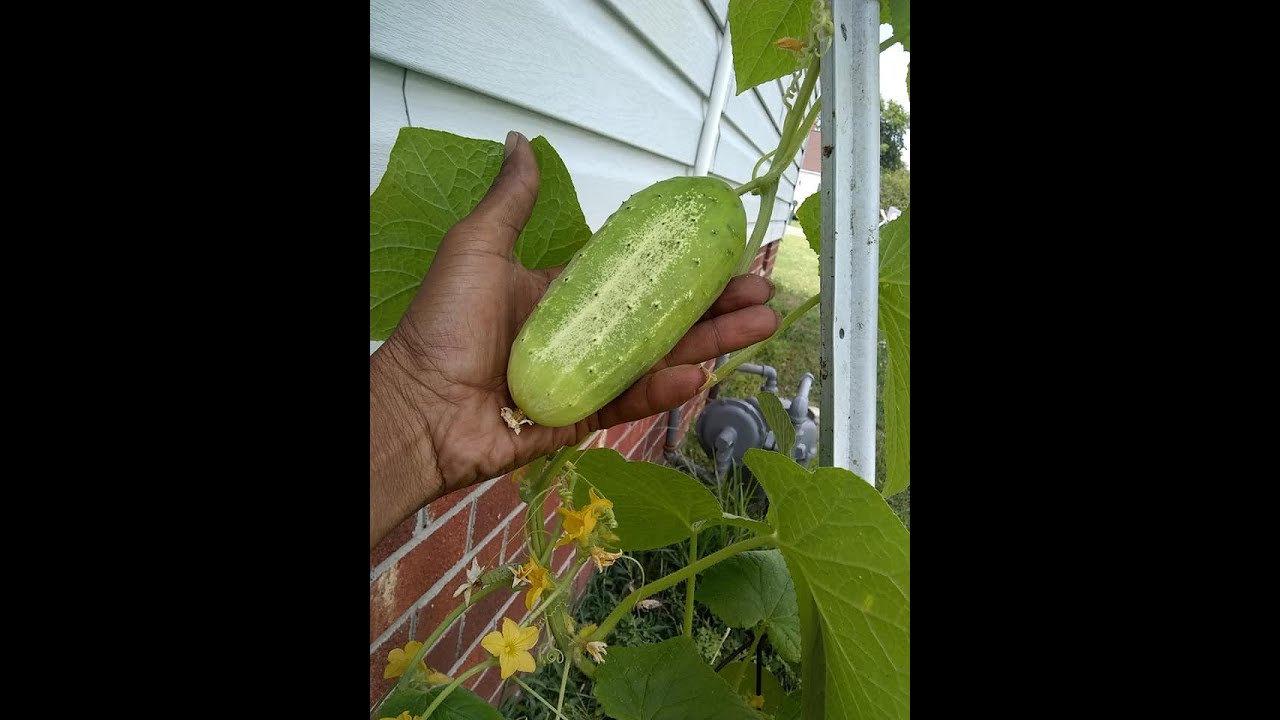 CUCUMBERS  How To Grow Time Frame From Seed  Gardening For Beginners  COVID  Grow Your Food Too!