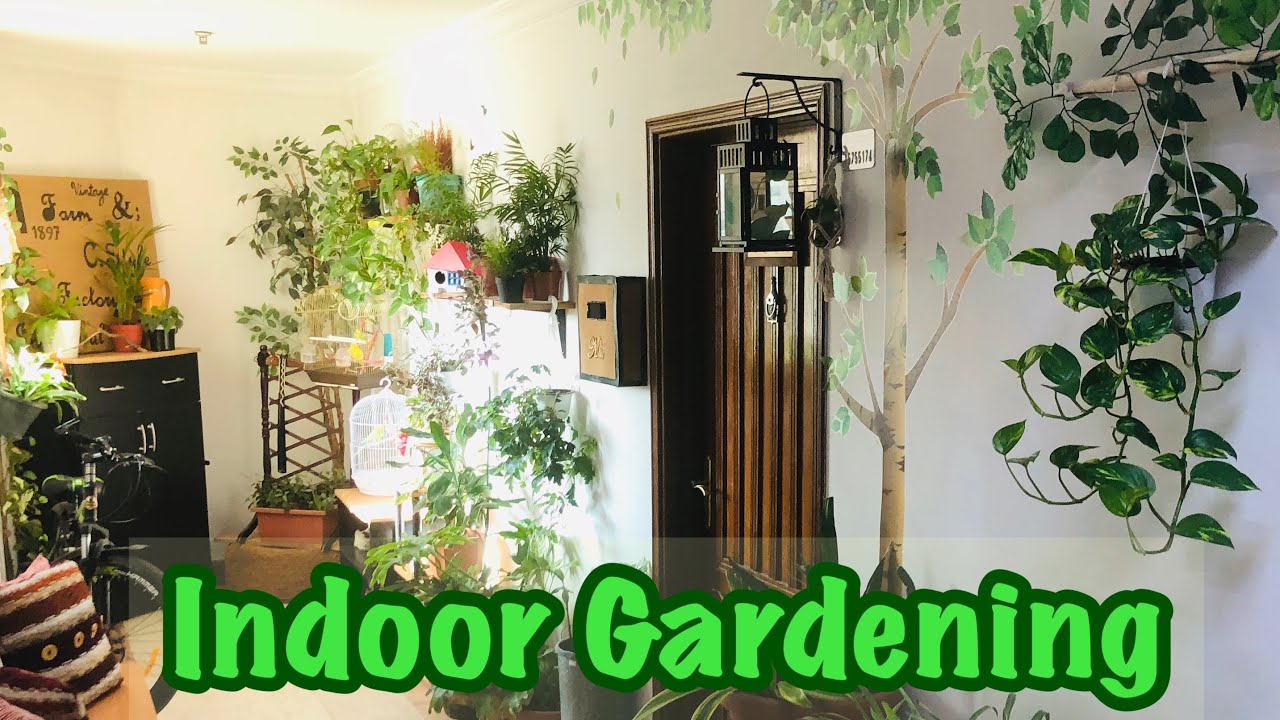 Urban Gardening- Indoor Garden, Part- 4