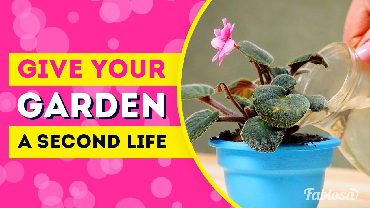 TOP 10 GARDEN FIX AND OTHER HACKS TO GIVE THINGS SECOND LIFE / Fabiosa