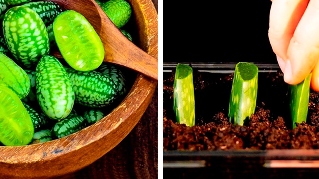 16 EASY WAYS TO GROW YOUR OWN SEEDS AND PLANTS