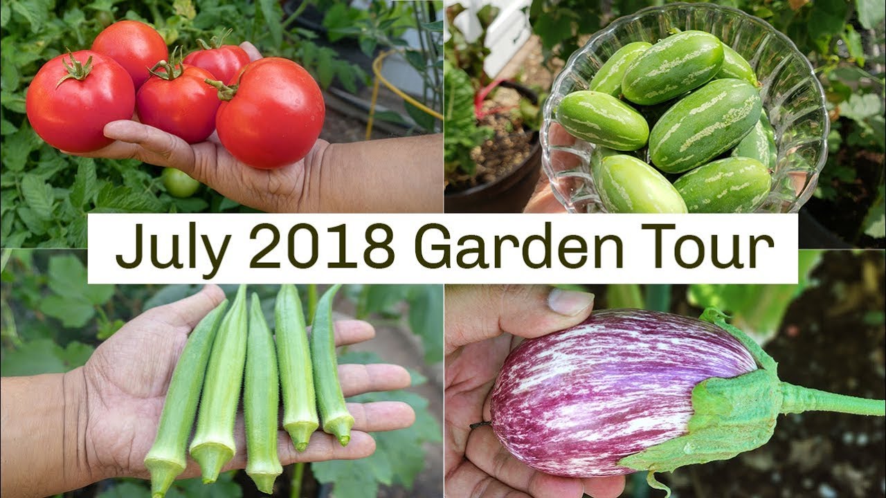 California Garden Tour July 2018  Gardening Tips, Harvests & More!