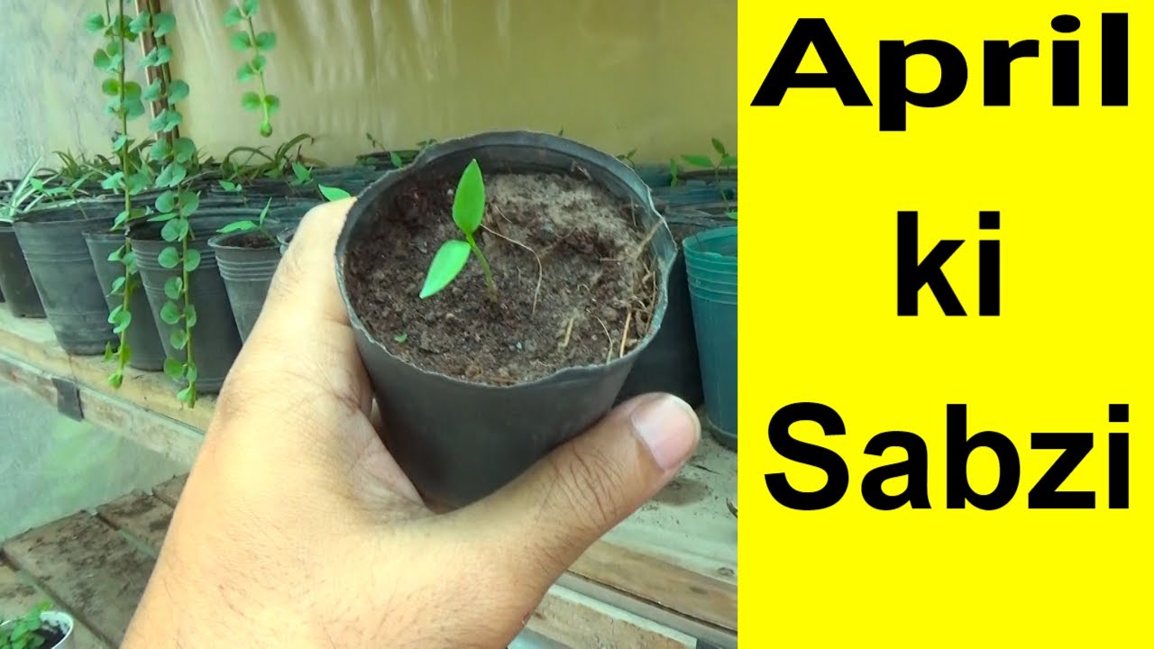 April Main Kon Kon Si Sabzi Laga Skte Hain (Kitchen Gardening)