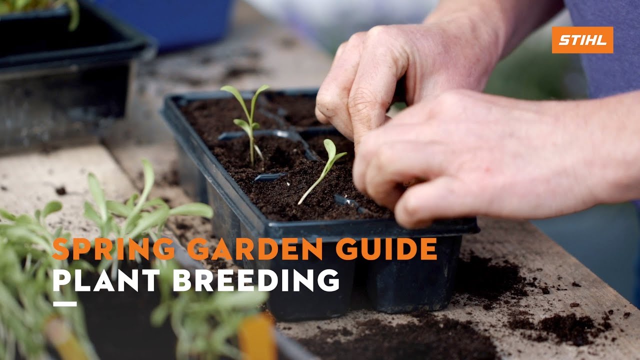 Pricking plants with Jane Moore (STIHL garden tips)