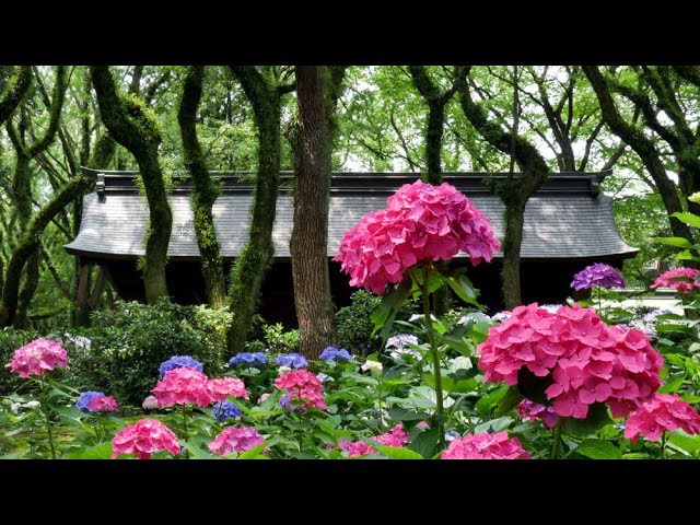 Hydrangea flower garden at a Shinto Shrine in Fukuoka, Japan