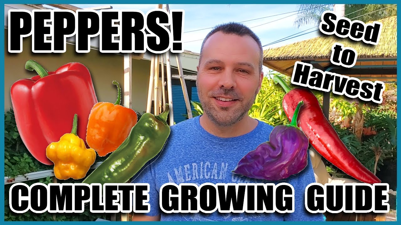 Pepper Growing Tips  Complete Gardening Guide on How to Grow Peppers // Grow More Peppers per Plant