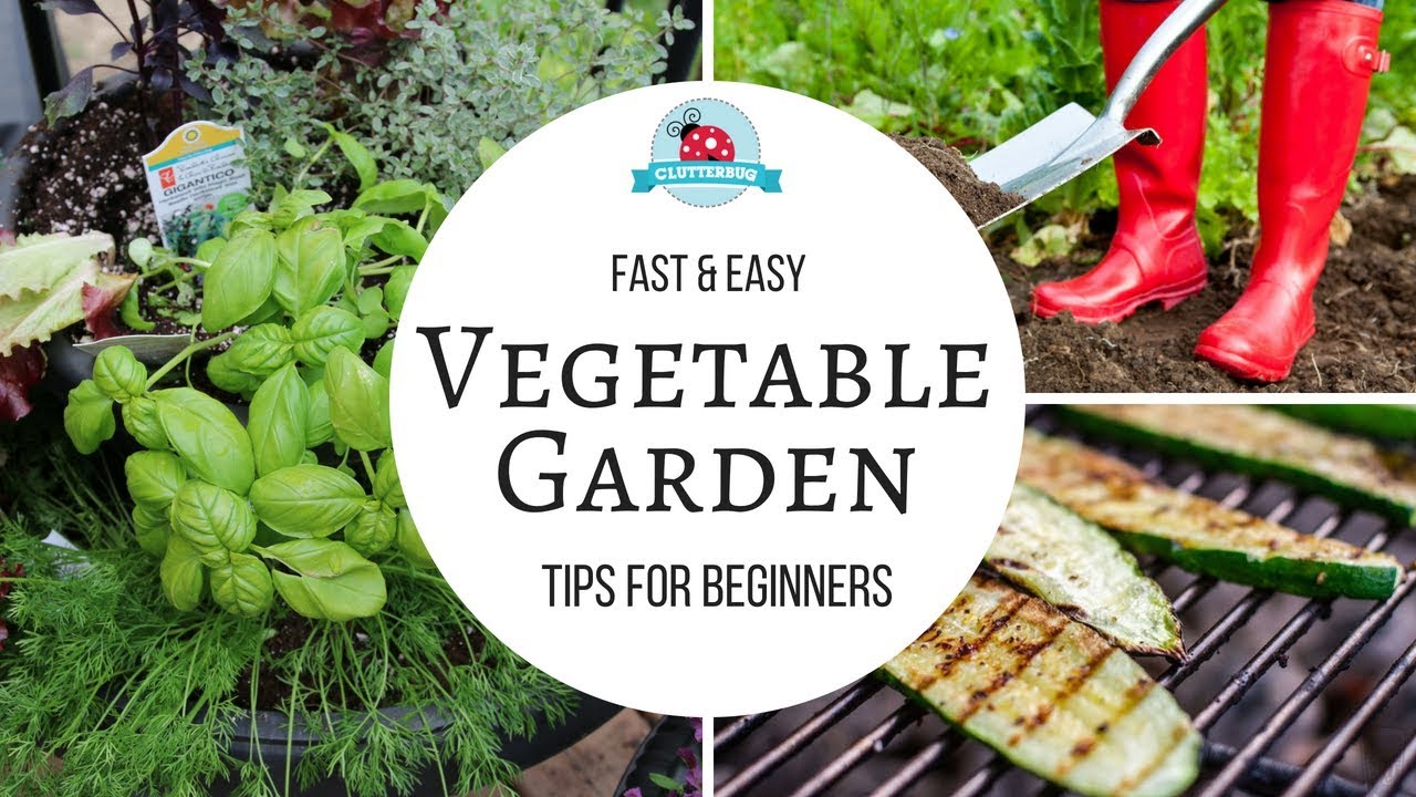 How to Grow a Vegetable Garden  Easy Tips for Beginners