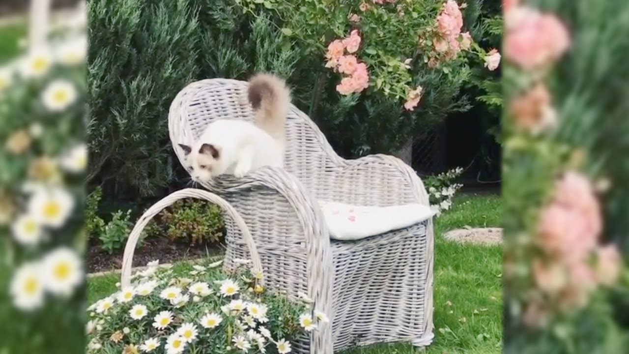 Beautiful Cat Plays in Flower Garden