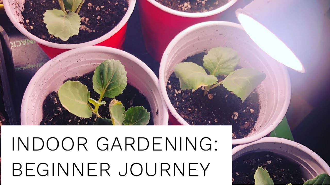 Indoor Gardening: Beginner Journey