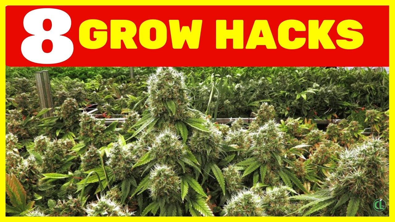 8 GROW HACKS You Can Use to Improve Your Grow