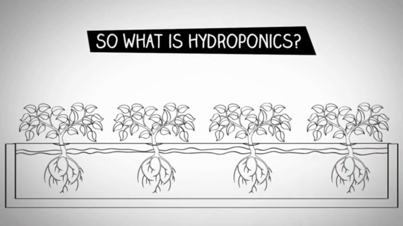 What Is Hydroponics: Hydroponic Amazing Advantages Over Soil-Based Agriculture Indoor gardening 2020