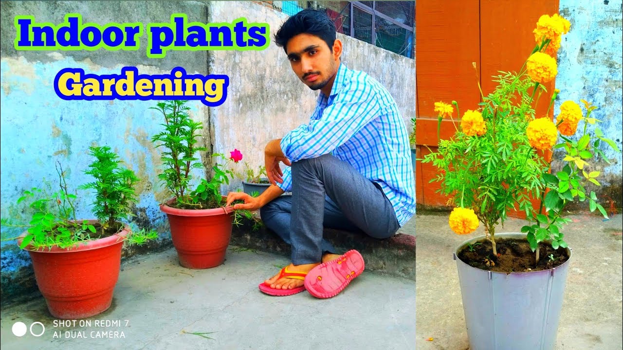 My House Plants Collection | Indoor and outdoor plants | Gardening hacks | Verma ji Vlogs