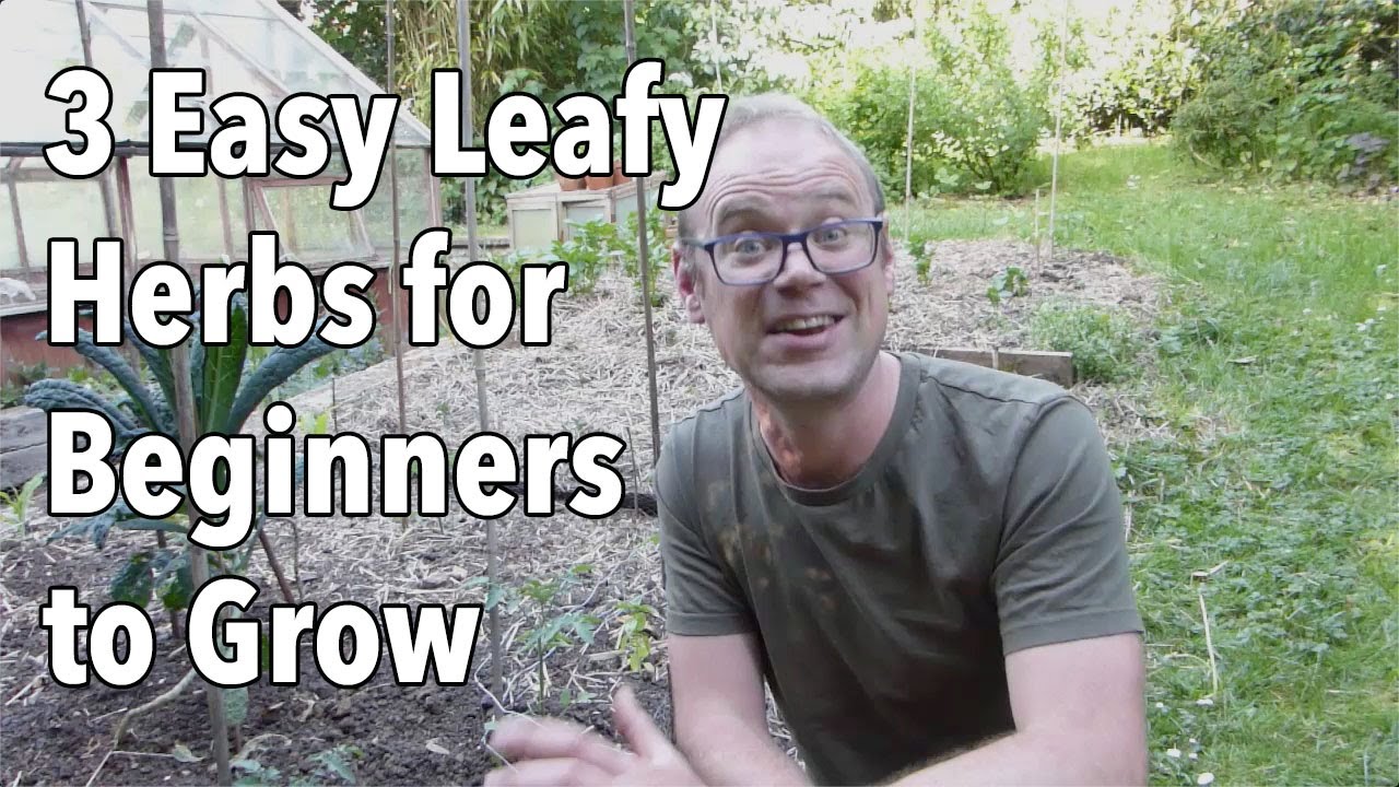 3 Easy Leafy Herbs for Beginners to Grow