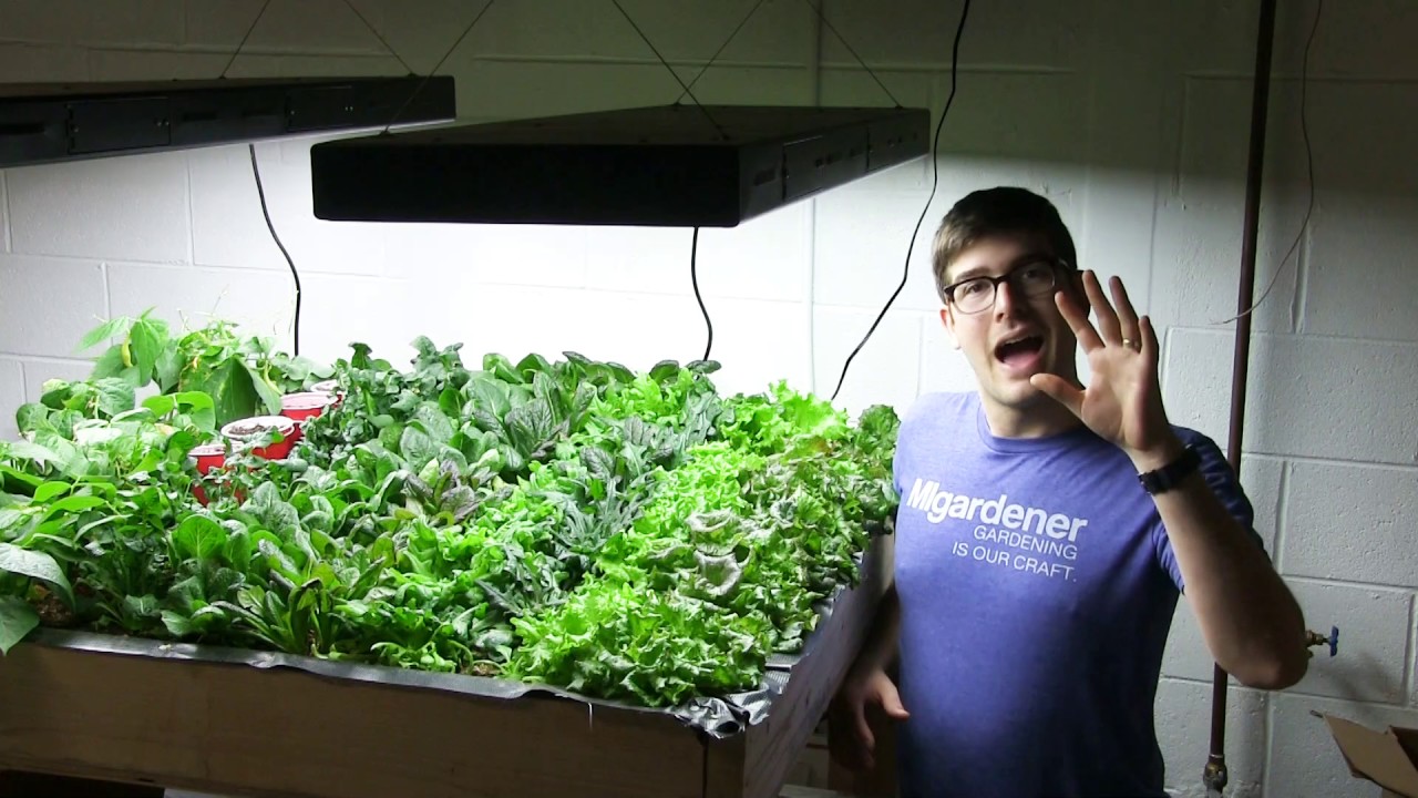 Growing Salad Greens Indoors is Financially Sustainable!