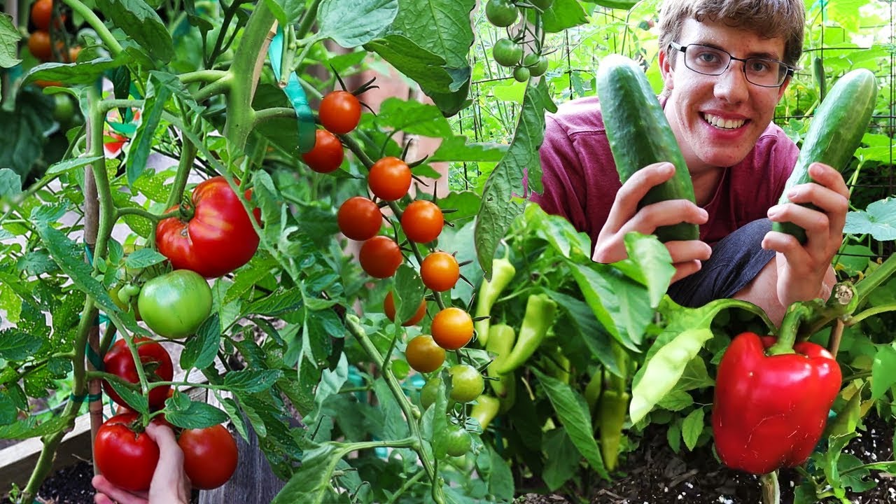 Garden Harvest Compilation