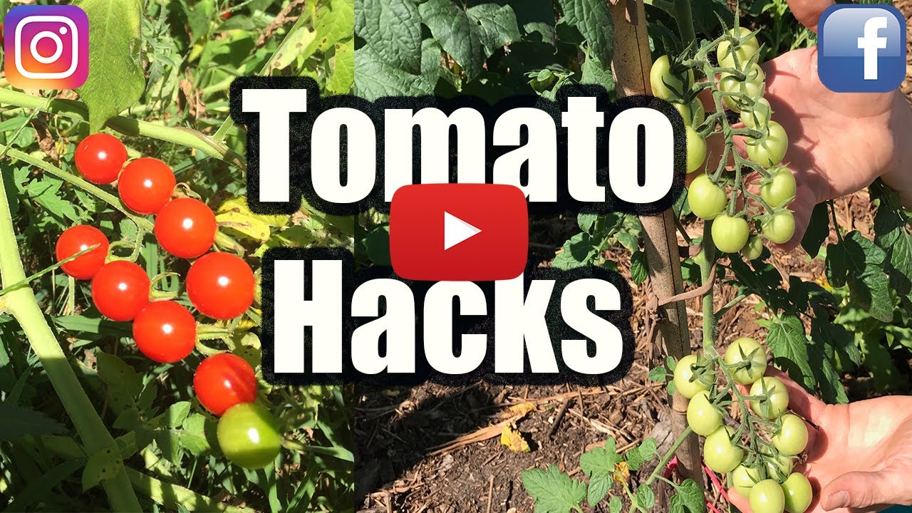 GROW TOMATOES NOT LEAVES, 3 TOMATO HACKS!