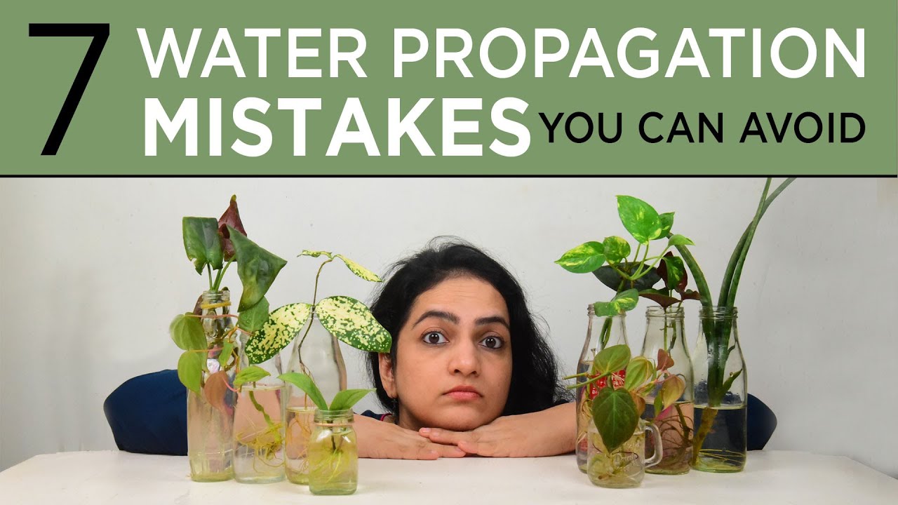 7 Water propagation mistakes you should avoid | Indoor gardening | Plant care