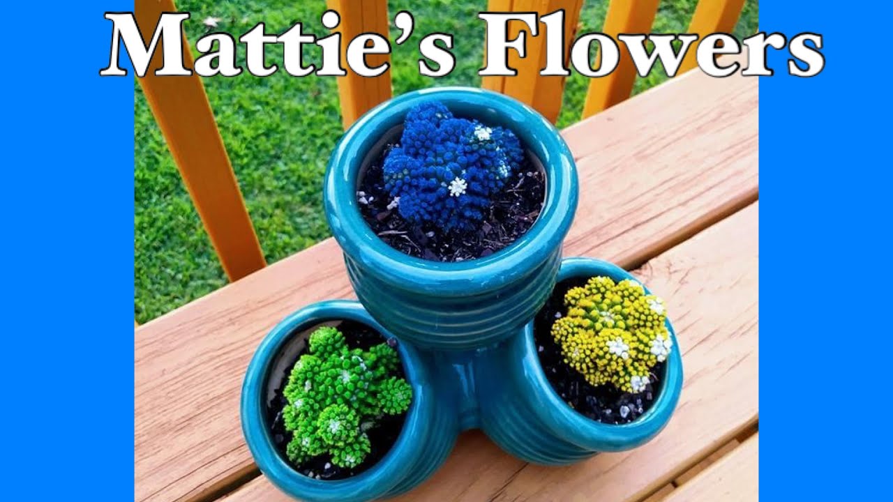 Matties Flowers | Check Out My Flower Garden | Very Relaxing