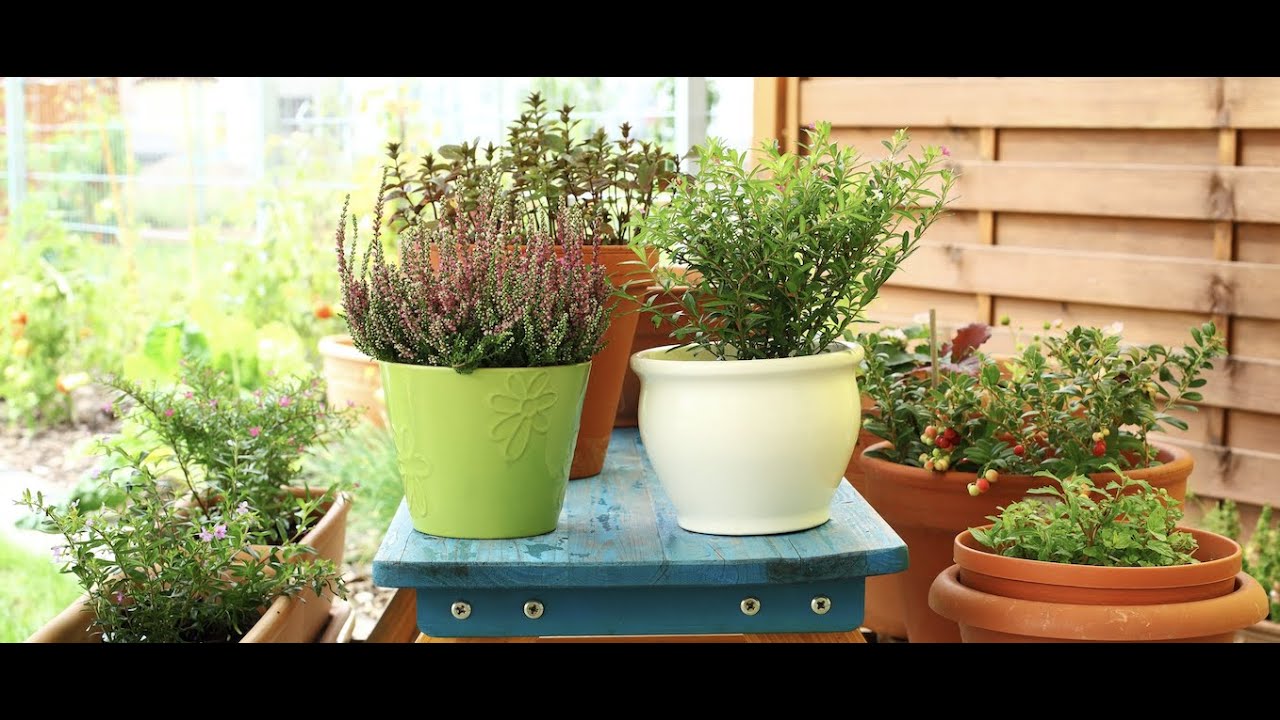 Vegetable Container Gardening For Beginners and Garden Tour!