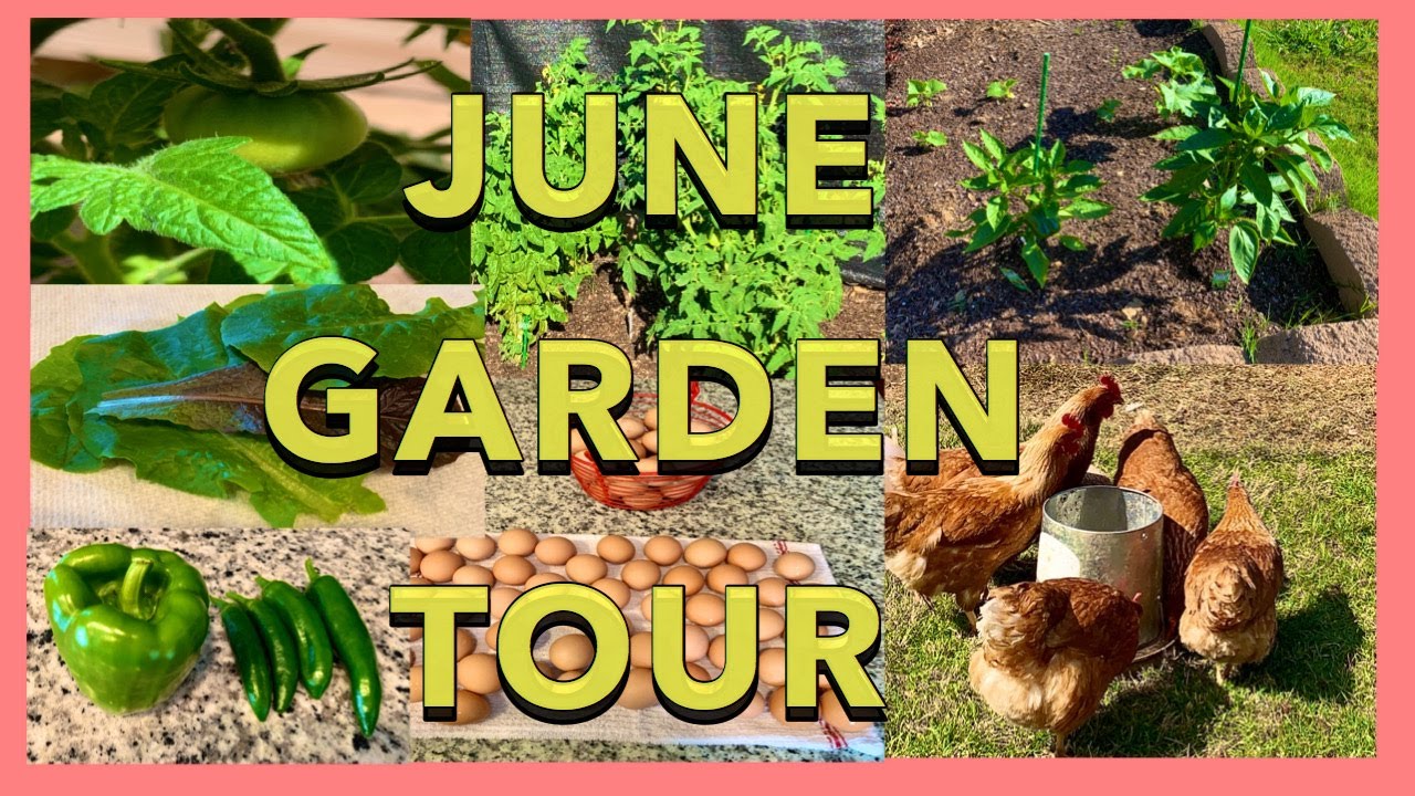 SUMMER GARDEN TOUR | GARDENING FOR BEGINNERS | Backyard Organic Vegetable Garden