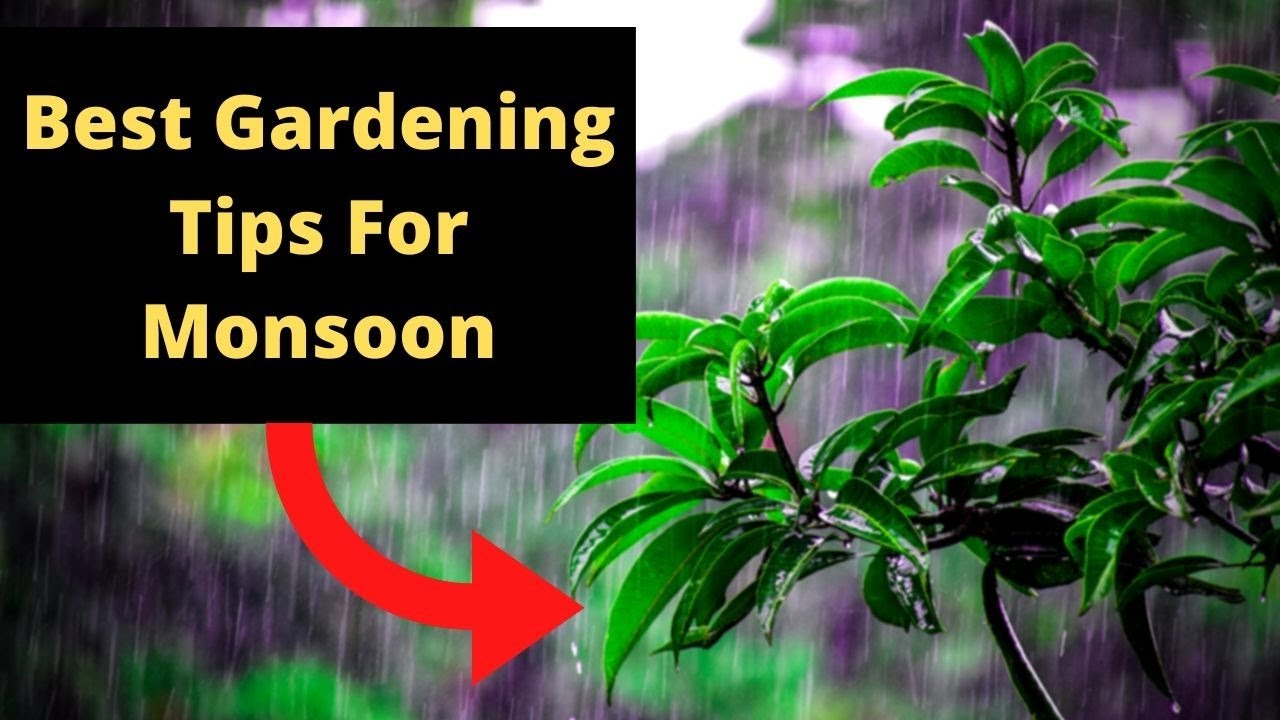 Best Gardening Tips For Monsoon