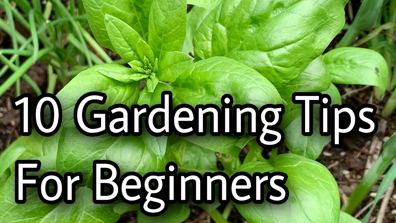 10 Gardening Tips For Beginners