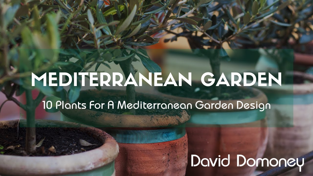 10 Plants For A Mediterranean Garden Design