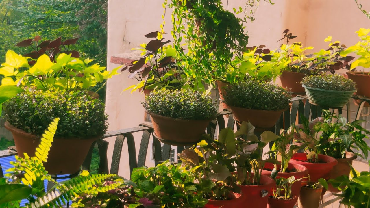 Summer Garden Overview || Balcony Gardening || Indoor gardening during lockdown